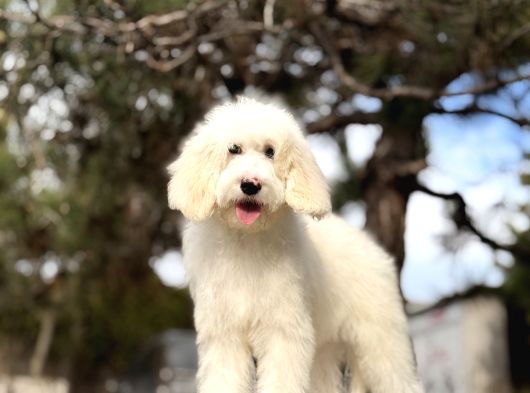 Goldendoodle Yavrular görsel