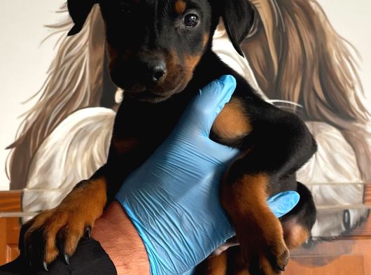 A Class Doberman Yavrular görsel