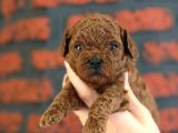 Peluş görünüm a kalite toy poodle