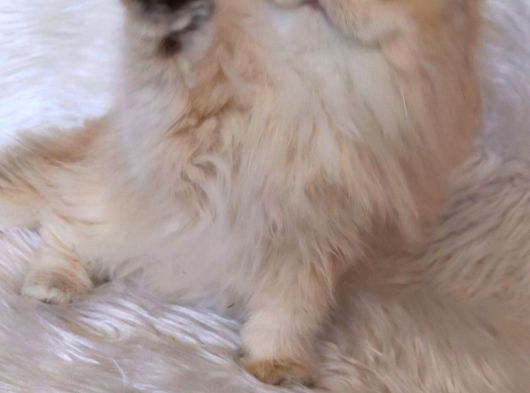 Golden British Longhair Dişi By12 görsel