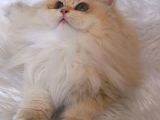 Golden British longhair Dişi BY12