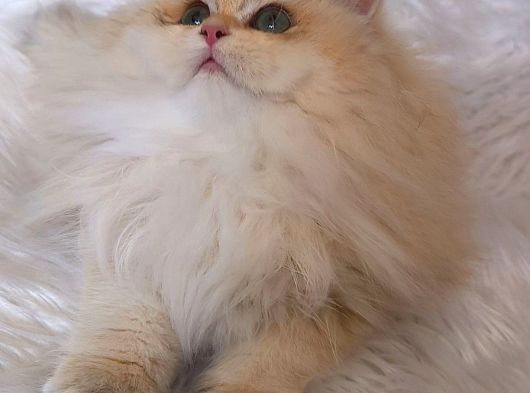 Golden British Longhair Dişi By12