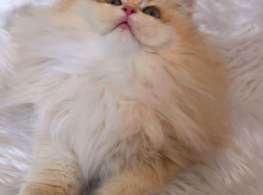 Golden British Longhair Dişi By12 görsel
