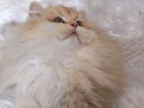 Golden British Longhair Dişi By12