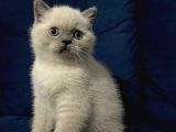 British Shortair Blue Point Yavrusu