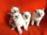 harika SAF KAN BLUE POİNT BRİTİSH SHORTHAİR BEBEKLER