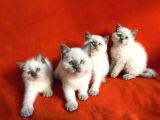 Harika Saf Kan Blue Poi̇nt Bri̇ti̇sh Shorthai̇r Bebekler
