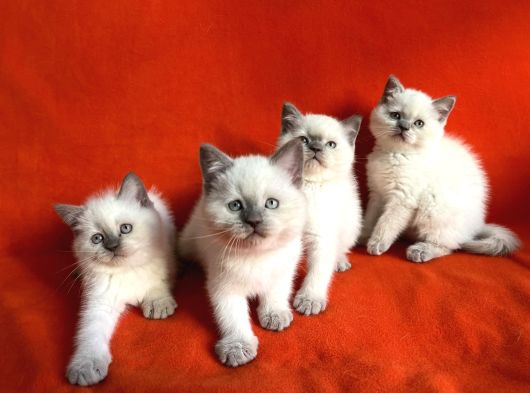Harika Saf Kan Blue Poi̇nt Bri̇ti̇sh Shorthai̇r Bebekler görsel