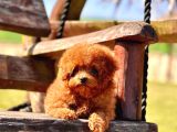 Orjınal Tea Cup Poodle Yavrularımız