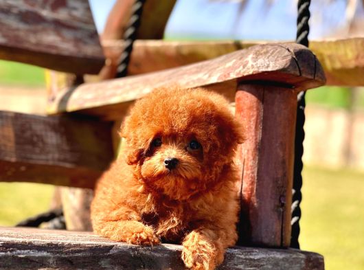 Orjınal Tea Cup Poodle Yavrularımız görsel