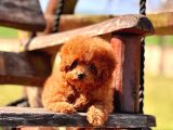 Orjınal Tea Cup Poodle Yavrularımız