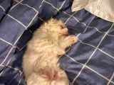 2 Aylik Malti̇poo Bebeği̇mi̇z İstanbul