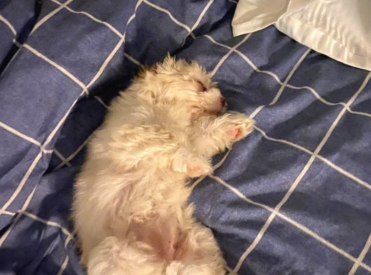 2 Aylik Malti̇poo Bebeği̇mi̇z İstanbul görsel