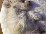 2 Aylik Malti̇poo Bebeği̇mi̇z İstanbul