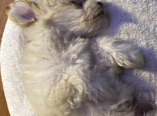 2 Aylik Malti̇poo Bebeği̇mi̇z İstanbul görsel