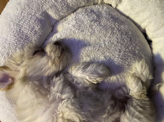 2 Aylik Malti̇poo Bebeği̇mi̇z İstanbul görsel