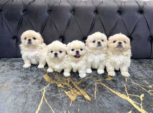 0 Numara Bebekler görsel