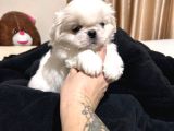 0 Numara Peki̇nez Yavrular