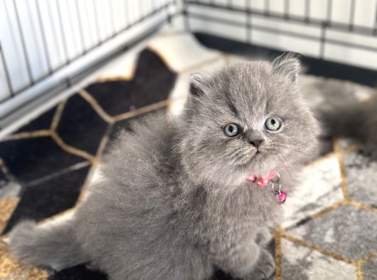 Ayı Surat Irkırk Garantili Yavrular görsel