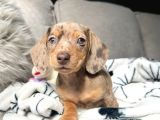 Başka Yerde Olmayan Long Hair Dachund Yavrular