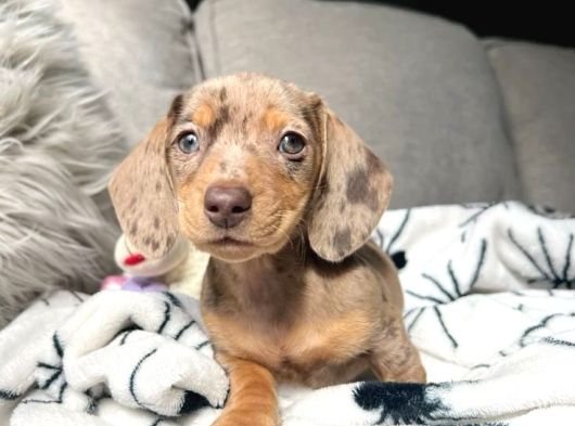 Başka Yerde Olmayan Long Hair Dachund Yavrular görsel