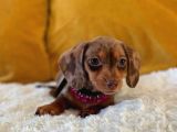 Başka Yerde Olmayan Long Hair Dachund Yavrular