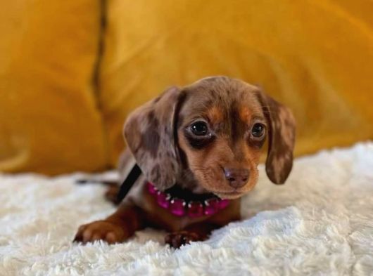 Başka Yerde Olmayan Long Hair Dachund Yavrular görsel