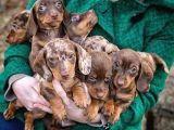 Başka yerde olmayan long hair dachund yavrular