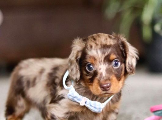 Longhair Dachund Yavrular Yeni Yuvalarına Hazır görsel