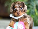 longhair dachund yavrular yeni yuvalarına hazır