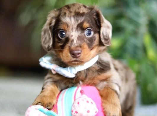 Longhair Dachund Yavrular Yeni Yuvalarına Hazır