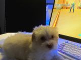 2 AYLIK MALTİPOO BEBEĞİMİZ İSTANBUL