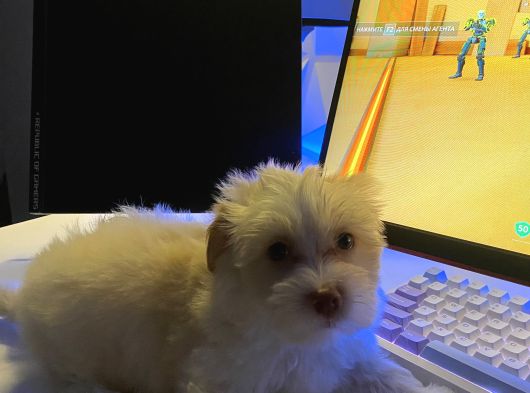 2 Aylik Malti̇poo Bebeği̇mi̇z İstanbul