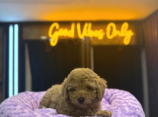 Apri̇cot Di̇şi̇ Toy Poodle