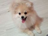 Dişi pomeranian 12 aylık