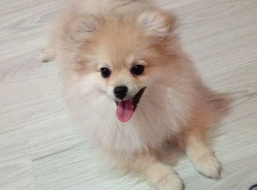 Dişi Pomeranian 12 Aylık