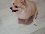 Dişi Pomeranian 12 Aylık