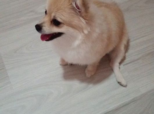 Dişi Pomeranian 12 Aylık görsel
