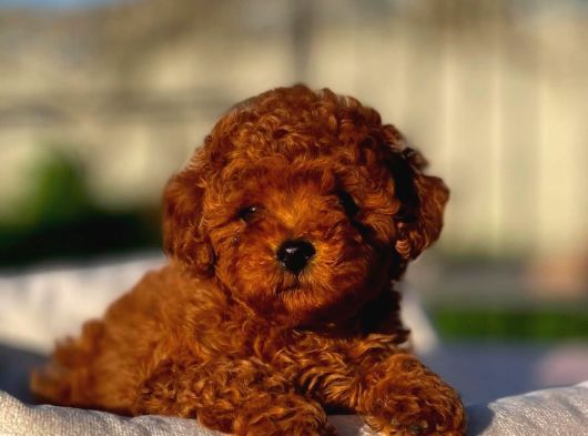 Irk Güzeli Dişi Ve Erkek Red Toypoodle Yavrularımız görsel