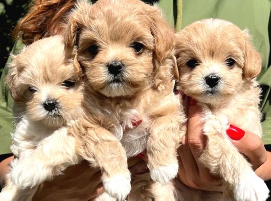 Emsalsiz Güzellikte Maltipoo Yavrular görsel