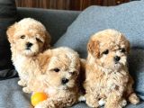 Emsalsiz güzellikte Maltipoo Yavrular