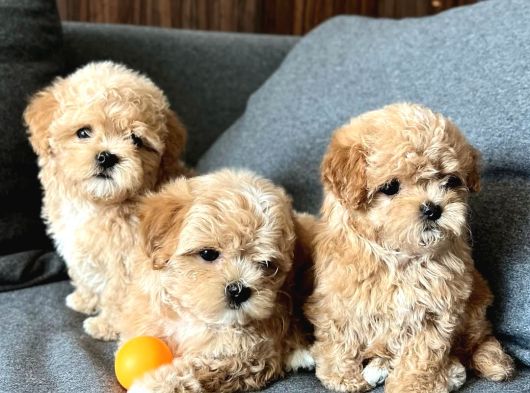 Emsalsiz Güzellikte Maltipoo Yavrular