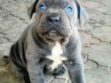 Blue Cane Corsa  Yavrular