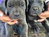BLUE CANE CORSA  YAVRULAR