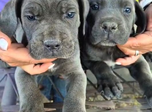 Blue Cane Corsa  Yavrular