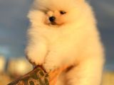 Pomeryan Boo Yavrular