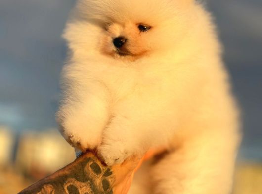 Pomeryan Boo Yavrular görsel