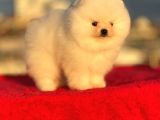 Pomeryan Boo Yavrular