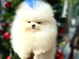 Pomeryan boo yavrular