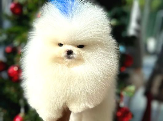 Pomeryan Boo Yavrular